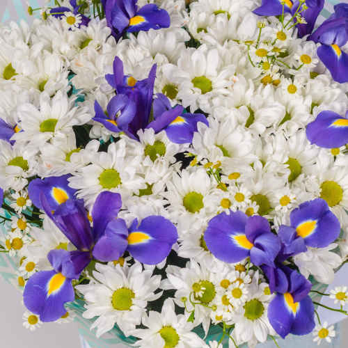 Букет с хризантемой, ирисами и ромашками арт. 52674