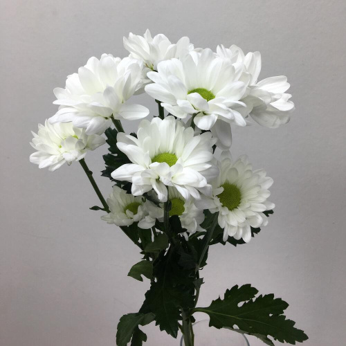 Хризантема кустовая МИКС ПОШТУЧНО арт. 19