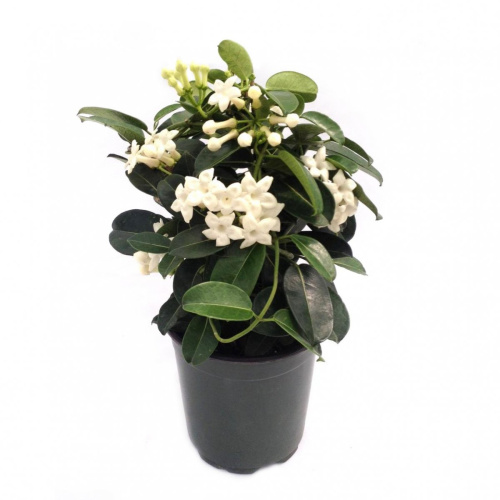 Стефанотис - ароматное вьющееся растение