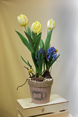 Кашпо с луковичными первоцветами S Синий (тюльпан, гиацинт) 46200-С