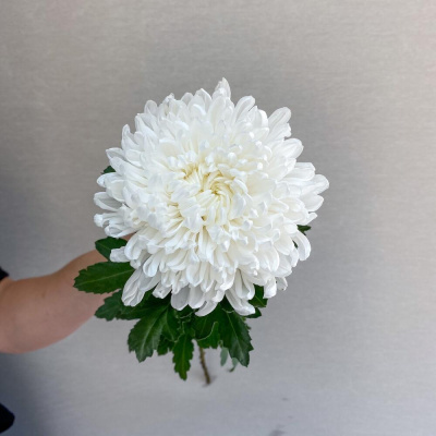 Хризантема одноголовая белая N 18