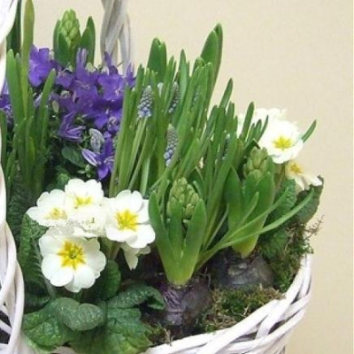 Корзинка с луковичными первоцветами L (примула, гиацинты, мускарии, ирисы) 28393
