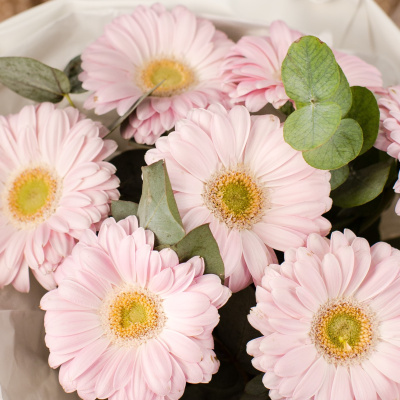 Букет из мини гербер с эвкалиптом N 50479