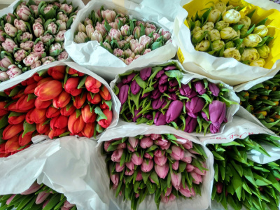 50 Тюльпанов в технической упаковке. (по 50 шт. в упаковке)